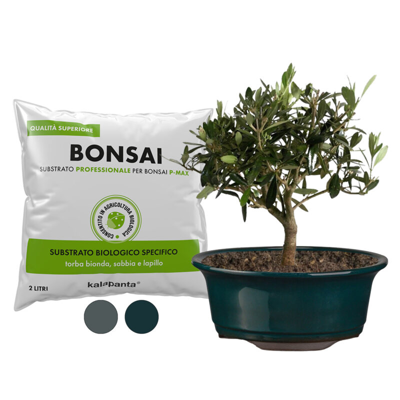 Vaso bonsai tondo verde e substrato apposito