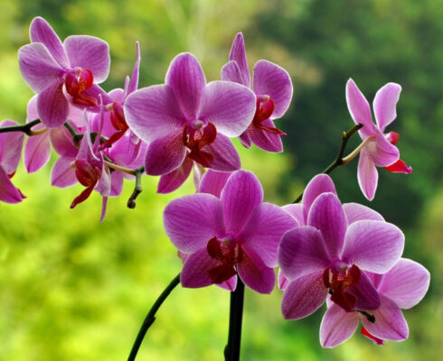 Orchidea fuori in estate