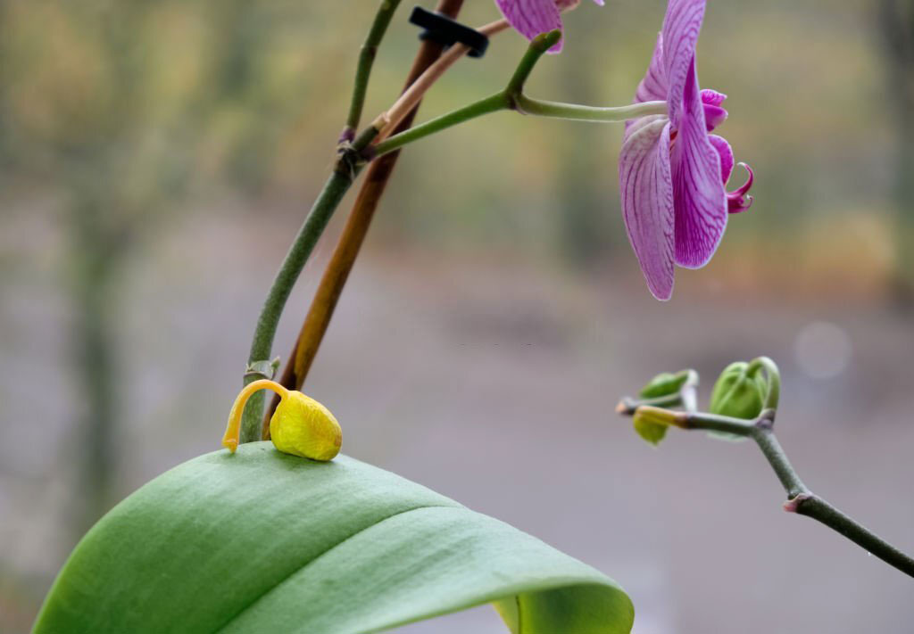 bocciolo caduto di orchidea