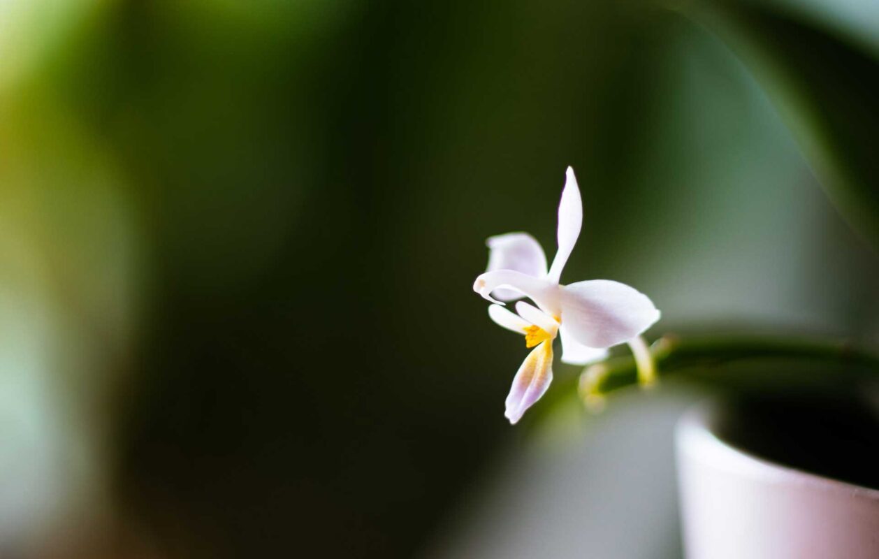 orchidea che fiorisce