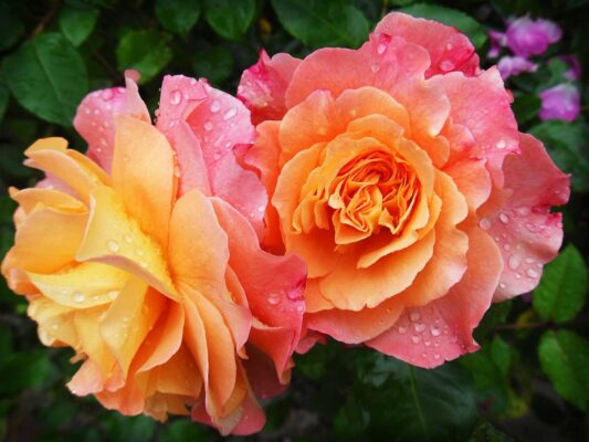 Rose di colore rosa, arancio e giallo