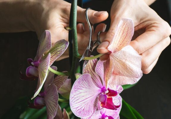 Orchid pruning