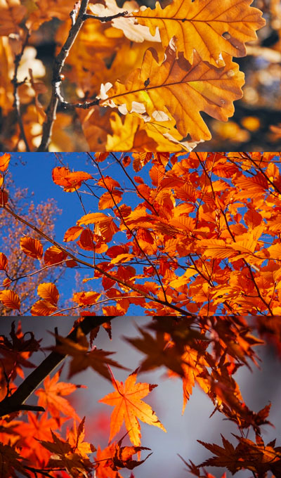 PIANTE A FOGLIA CADUCA AUTUNNO